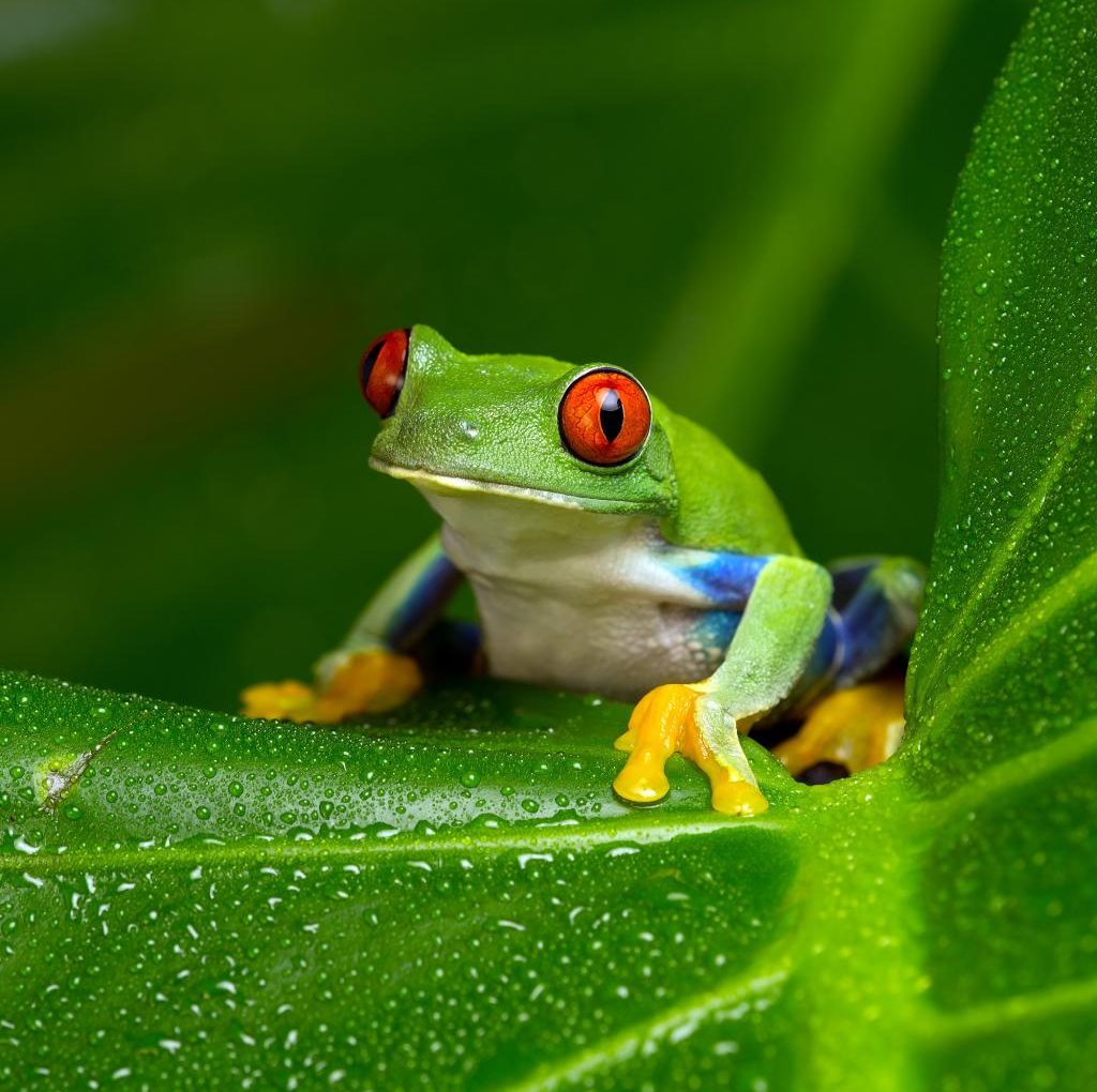 The 9 little things that tell me you’re…a frog!