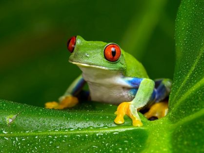 The 9 little things that tell me you’re…a frog!